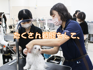 学校のモデル犬とトリミングをがんばっています♪